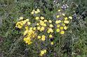 5. Ragwort